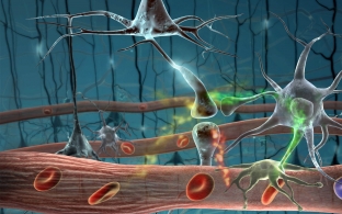5-sekretov-zdorovya-nervnoj-sistemy