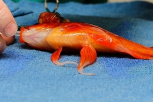 udalenie-opukholi-10-letnej-zolotoj-rybke-foto