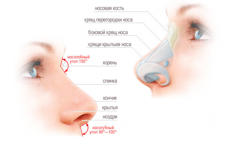 Что может рассказать нос о вашем здоровье?
