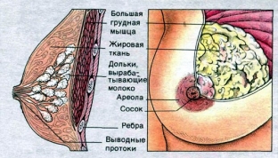 anatomiya-molochnoj-zhelezy-chto-kazhdaya-zhenshchina-dolzhna-znat-o-sobstvennoj-grudi