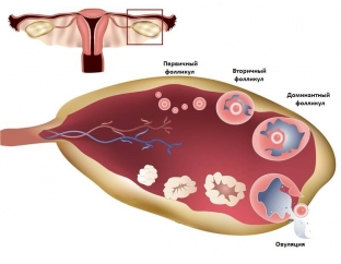 fiziologiya-menstrualnogo-tsikla-chto-proiskhodit-v-organizme-zhenshchiny