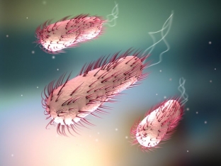kak-kishechnye-bakterii-vliyayut-na-sostoyanie-organizma