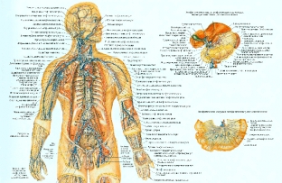 limfaticheskaya-sistema-cheloveka-na-strazhe-vsego-organizma
