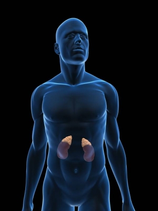 neotlozhnaya-terapiya-pri-ostroj-nadpochechnikovoj-nedostatochnosti