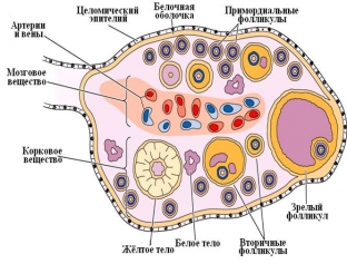 sindrom-rezistentnykh-yaichnikov-kogda-reproduktivnaya-sistema-dala-sboj