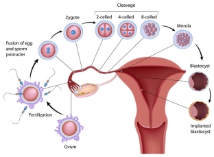 zavisit-li-borba-s-tsellyulitom-ot-fazy-menstrualnogo-tsikla